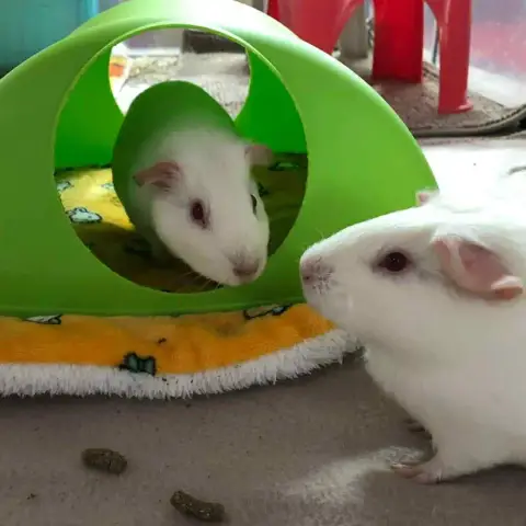 Mei Et Emi photo 2