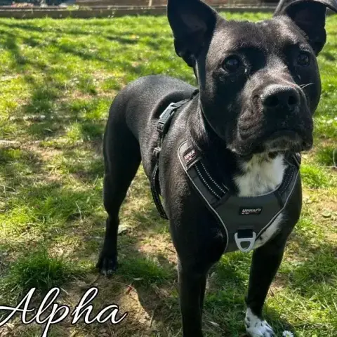 Alpha