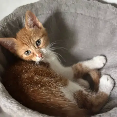 Arya