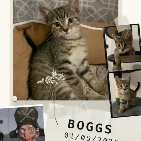 Boogs photo 3