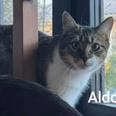 Aldo photo 2