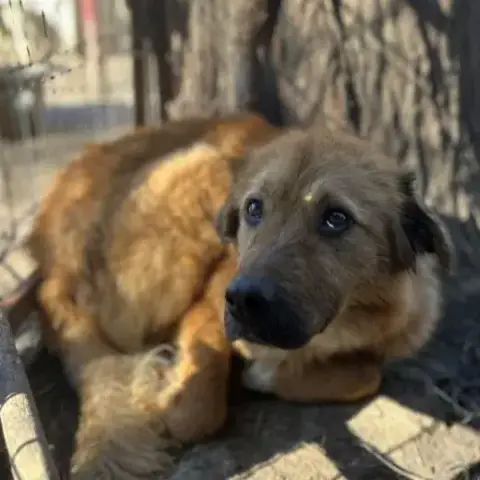 Akita photo 2
