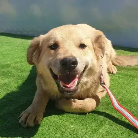 Toby