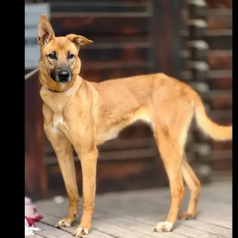 Salma