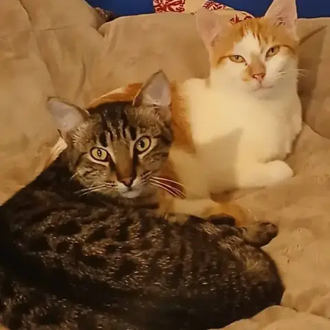 Nestor & Bulle