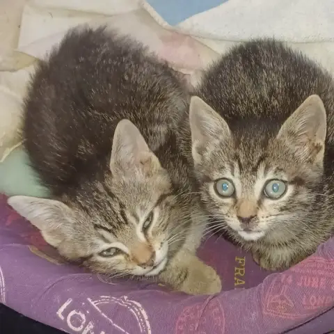 Chaton photo 2