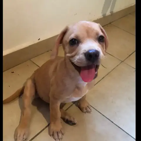 Dalhya
