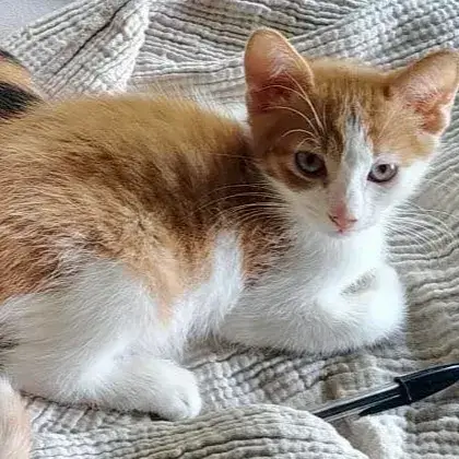 Biscuit