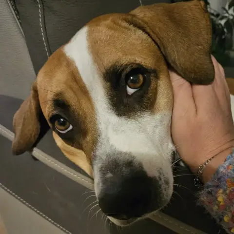 Elliot