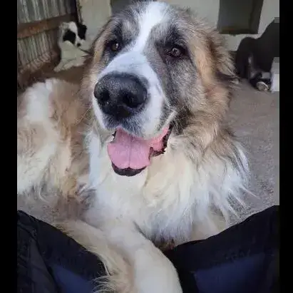 Beethoven photo 2
