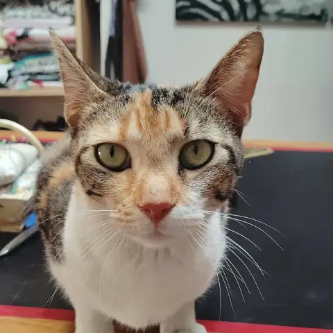 Boo