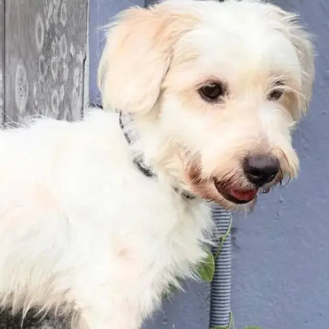 ✨️ Imsida ✨️ 🐶 photo 2