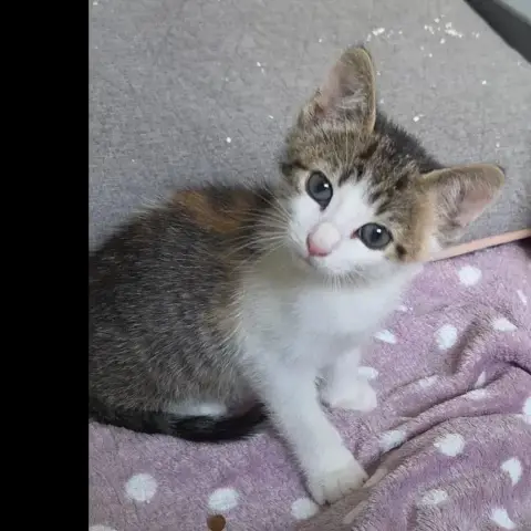 Bianca