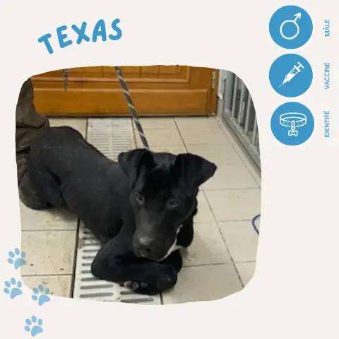 Texas