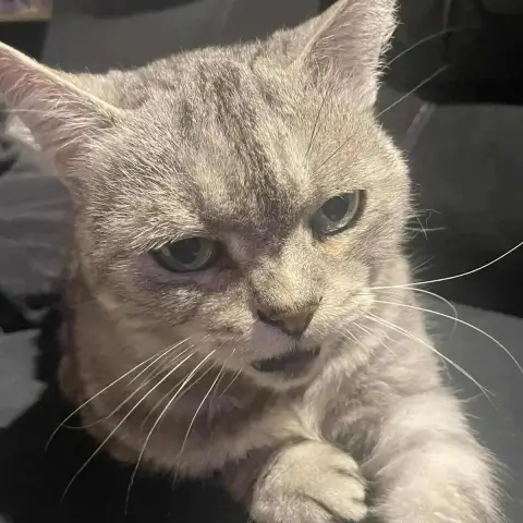 Kitty photo 2