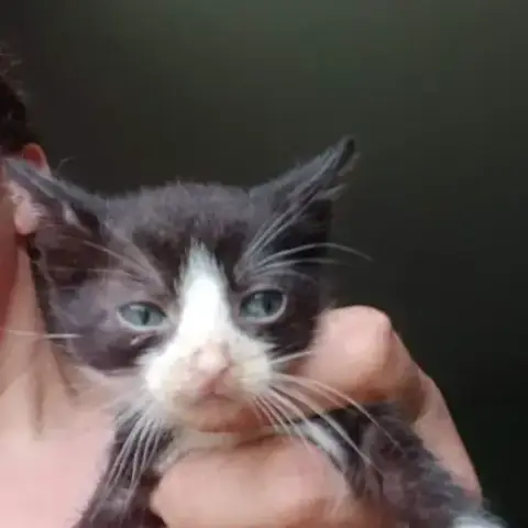 Figaro