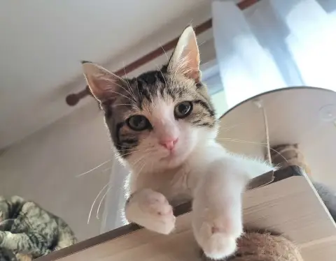 Kida