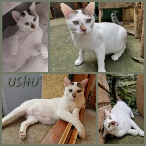 Ushu