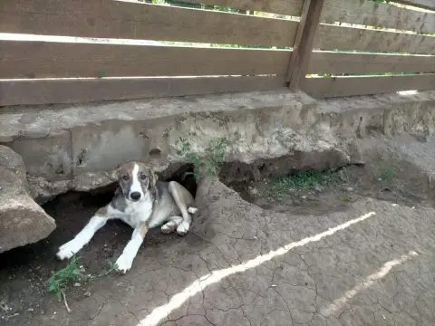 Milo photo 3