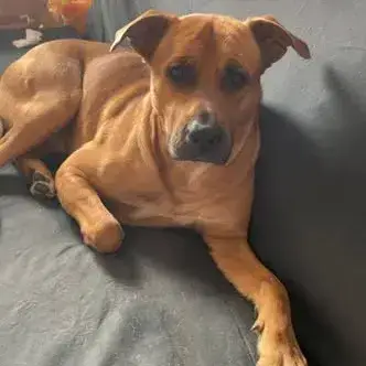 Rex