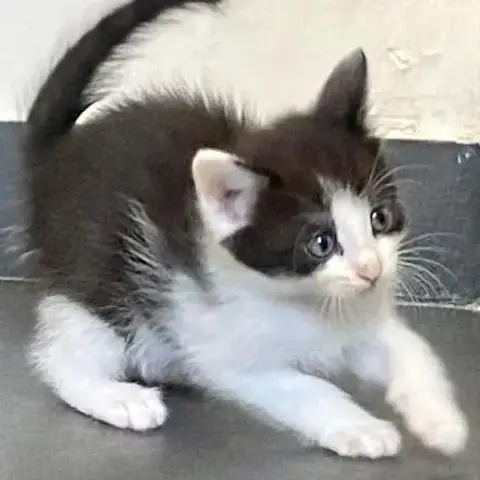 Butch Catsidy