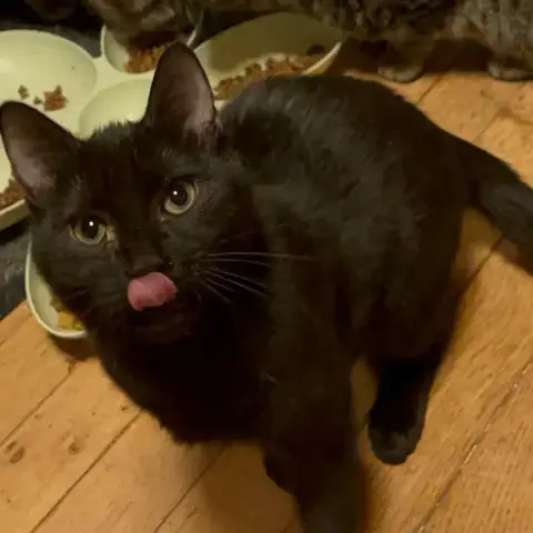 Elvis