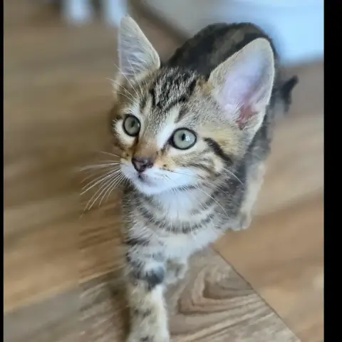 Néo