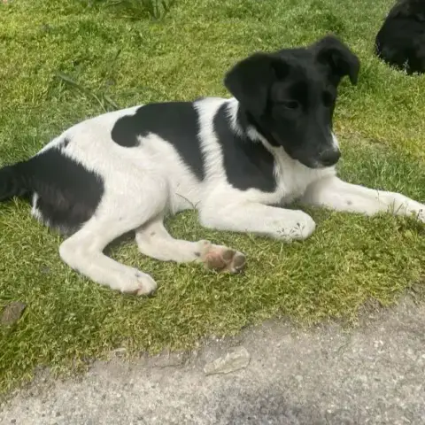 Didi