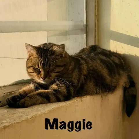 Maggie photo 2