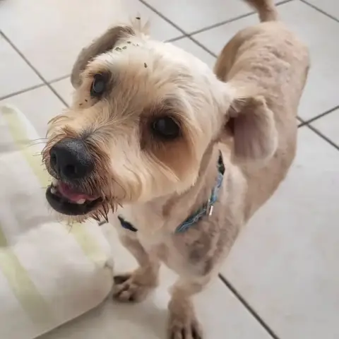 Gizmo
