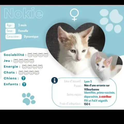 Adopter Nokie
