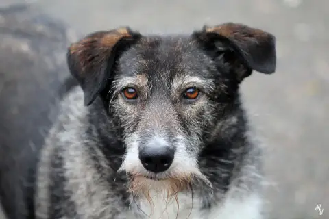 Elba photo 3