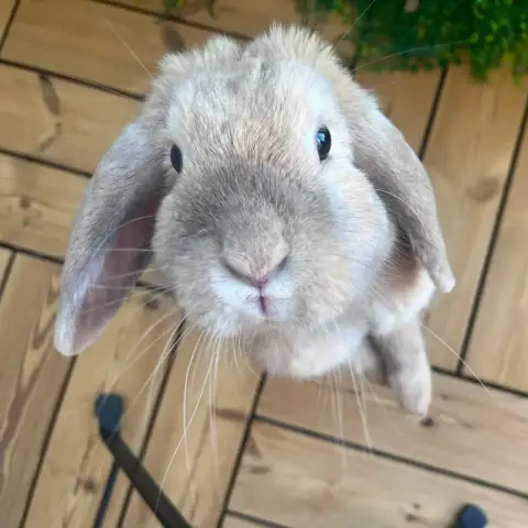 Mozzarella