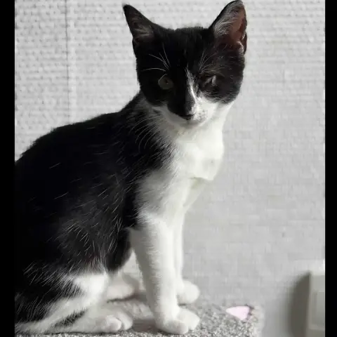 Tiramisu photo 3