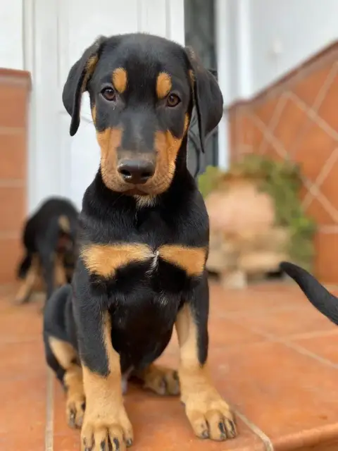 Tayson