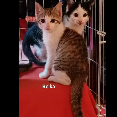 Belka photo 2