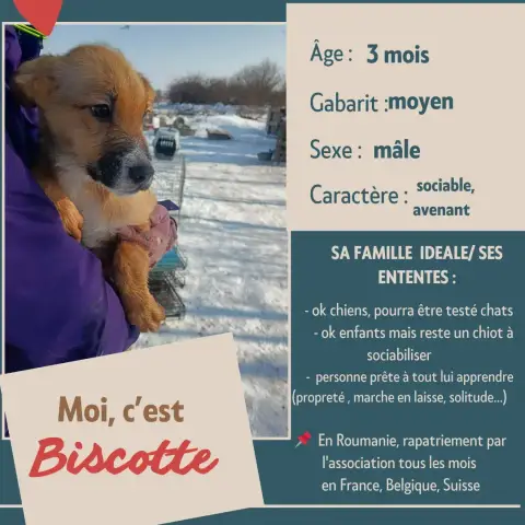 Biscotte