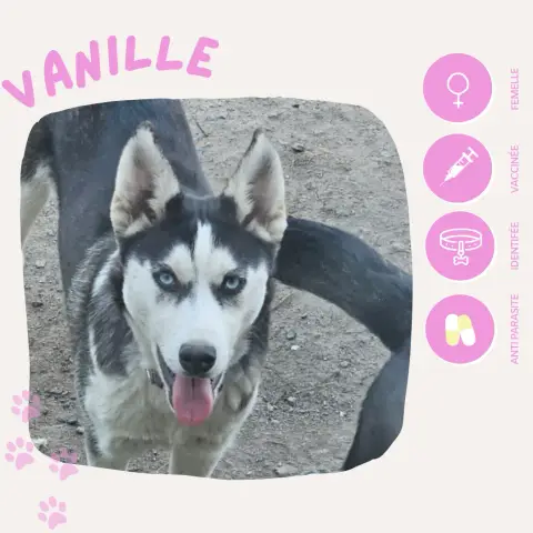 Vanille