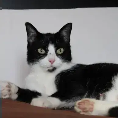 Délicat