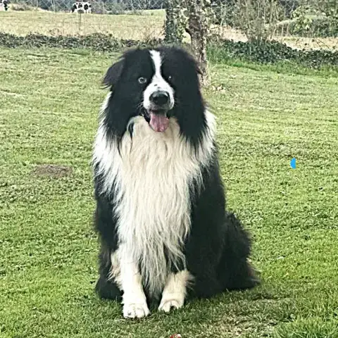 Olaf