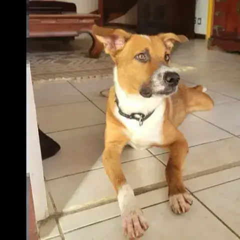 Aloka Le Beau Gosse Créole