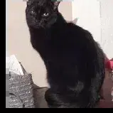 Rambo