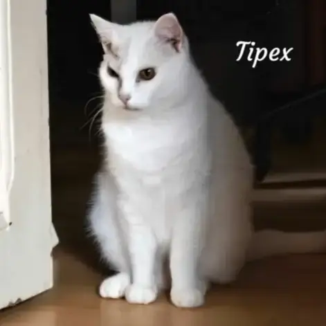 Tipex photo 2