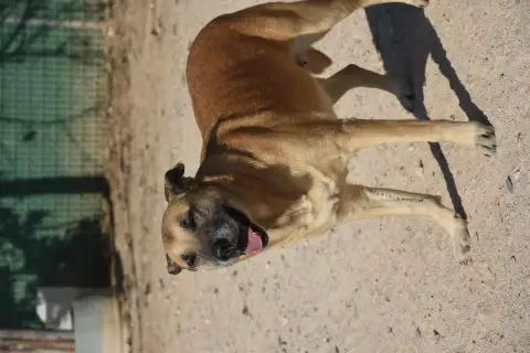 Lua