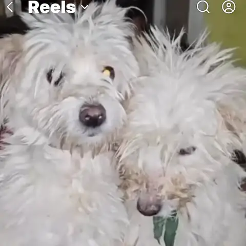 Laika Et Kiss