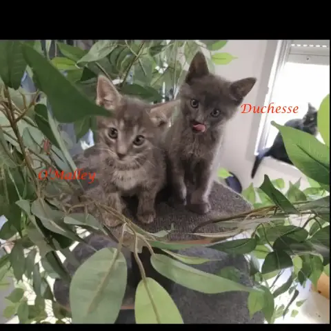 O'Malley photo 3