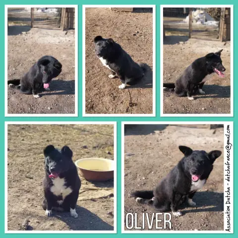 Oliver