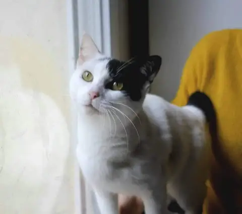 Kiara