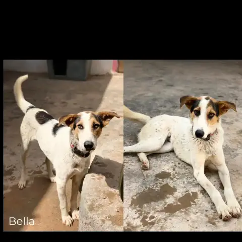 Bella