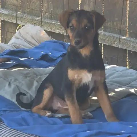 Laika